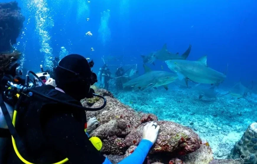 Shark Diving in the Beqa Lagoon Fiji