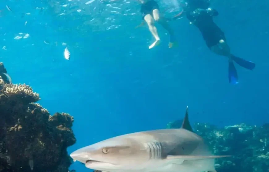 Shark Diving in the Beqa Lagoon Fiji