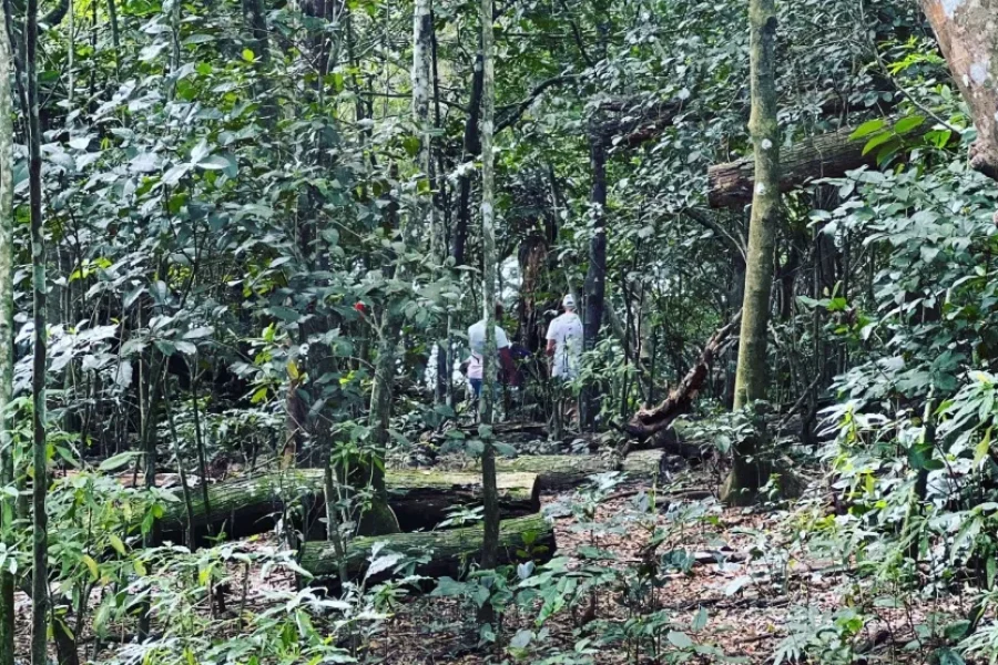 Zipline Adventure Fiji Half Day Tour