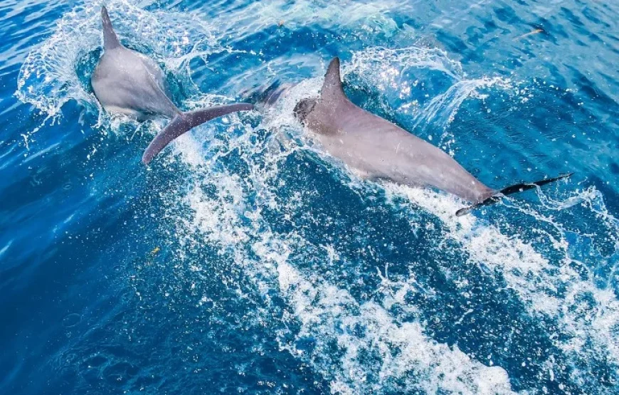 The Top Fiji Half-day Snorkelling Tour (Advance Payment)