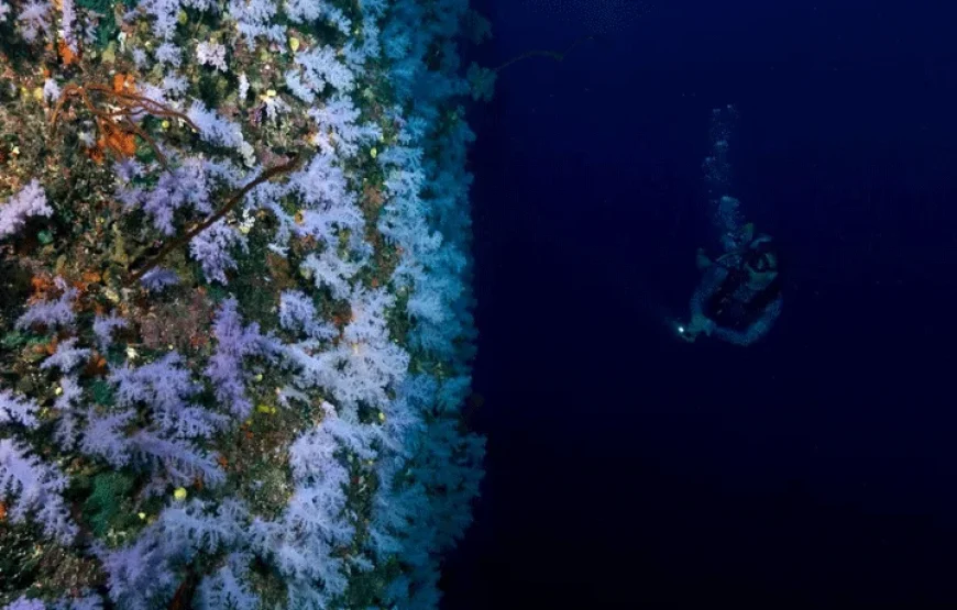 Padi Open Water Diver Fiji