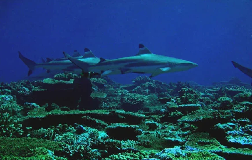 Snorkel with Sharks in Fiji