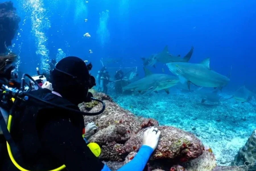 Snorkel with Sharks in Fiji